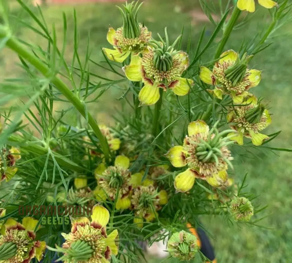 Nigella Transformer Yellow Seeds â€“ Elevate Your Gardening Experience With Unique For Vibrant Blooms!