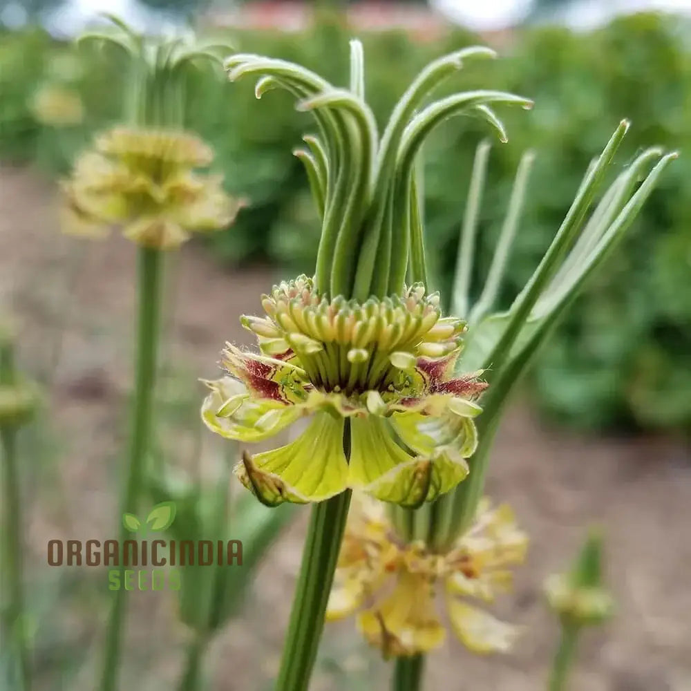 Nigella Transformer Yellow Seeds â€“ Elevate Your Gardening Experience With Unique For Vibrant Blooms!