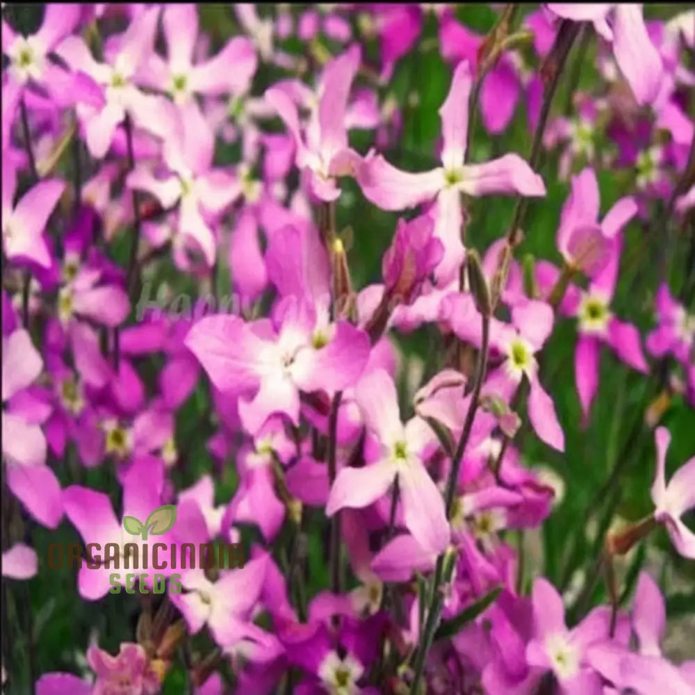 Night Scented Stock (Matthiola Bicornis) Seeds - Grow Fragrant And Beautiful Flowers In Your Garden