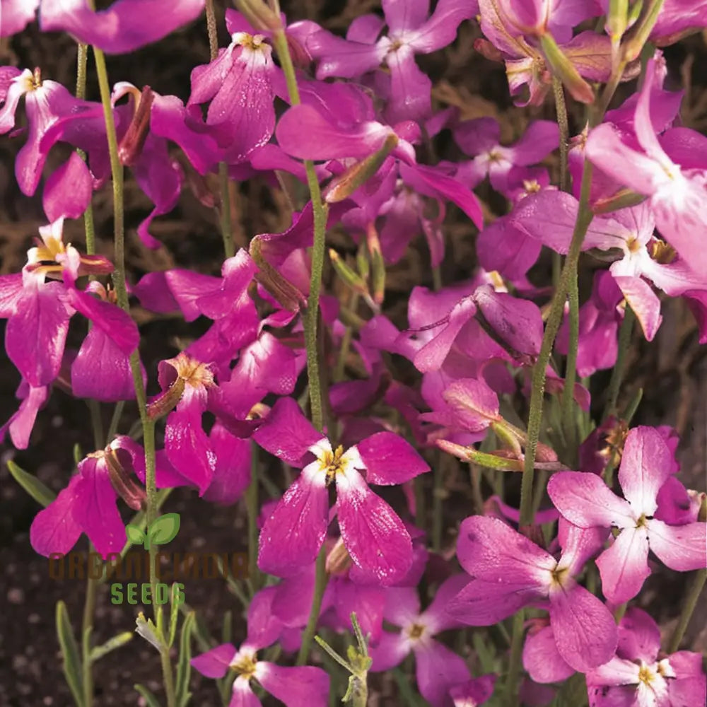 Night Scented Stock (Matthiola Bicornis) Seeds - Grow Fragrant And Beautiful Flowers In Your Garden