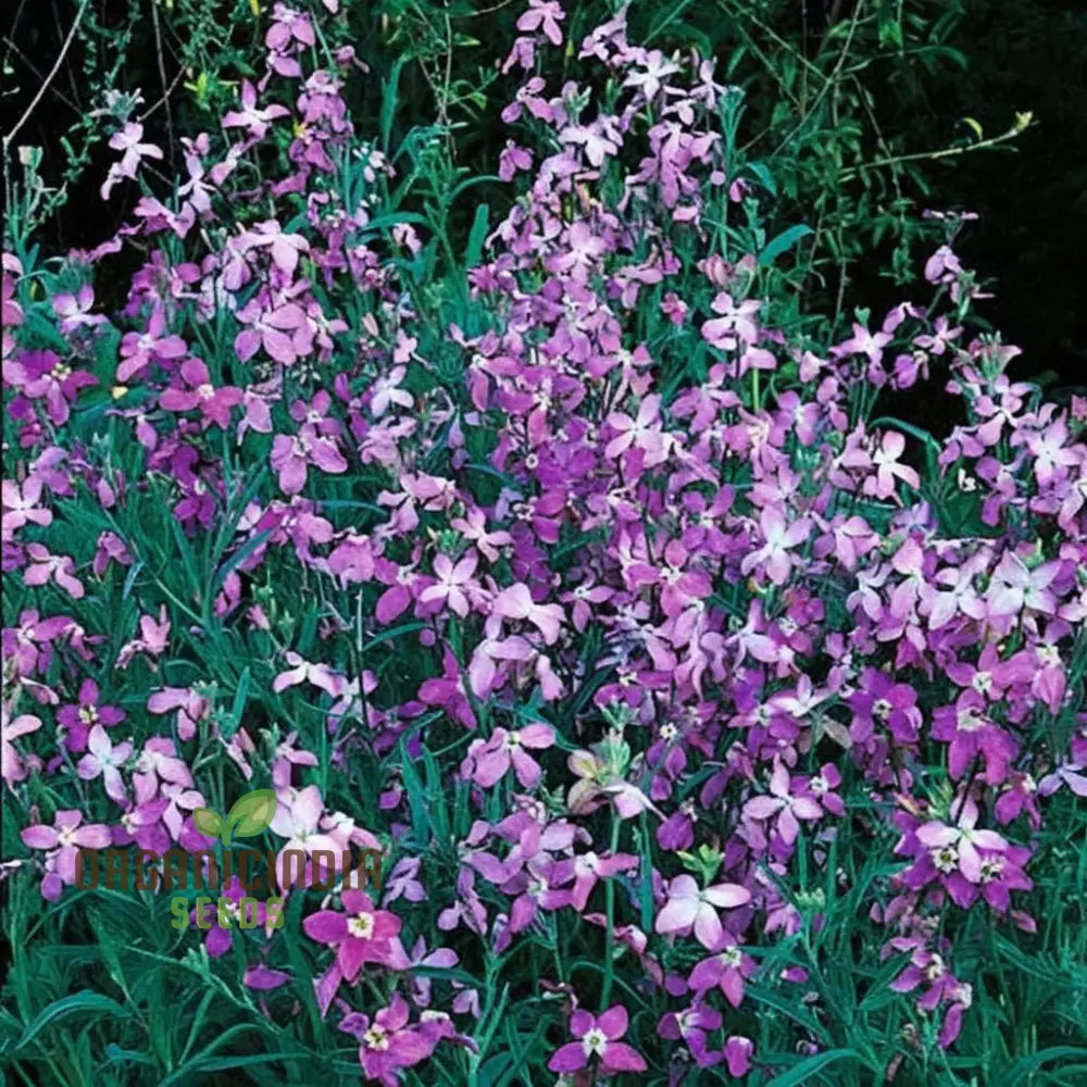 Night Scented Stock (Matthiola Bicornis) Seeds - Grow Fragrant And Beautiful Flowers In Your Garden