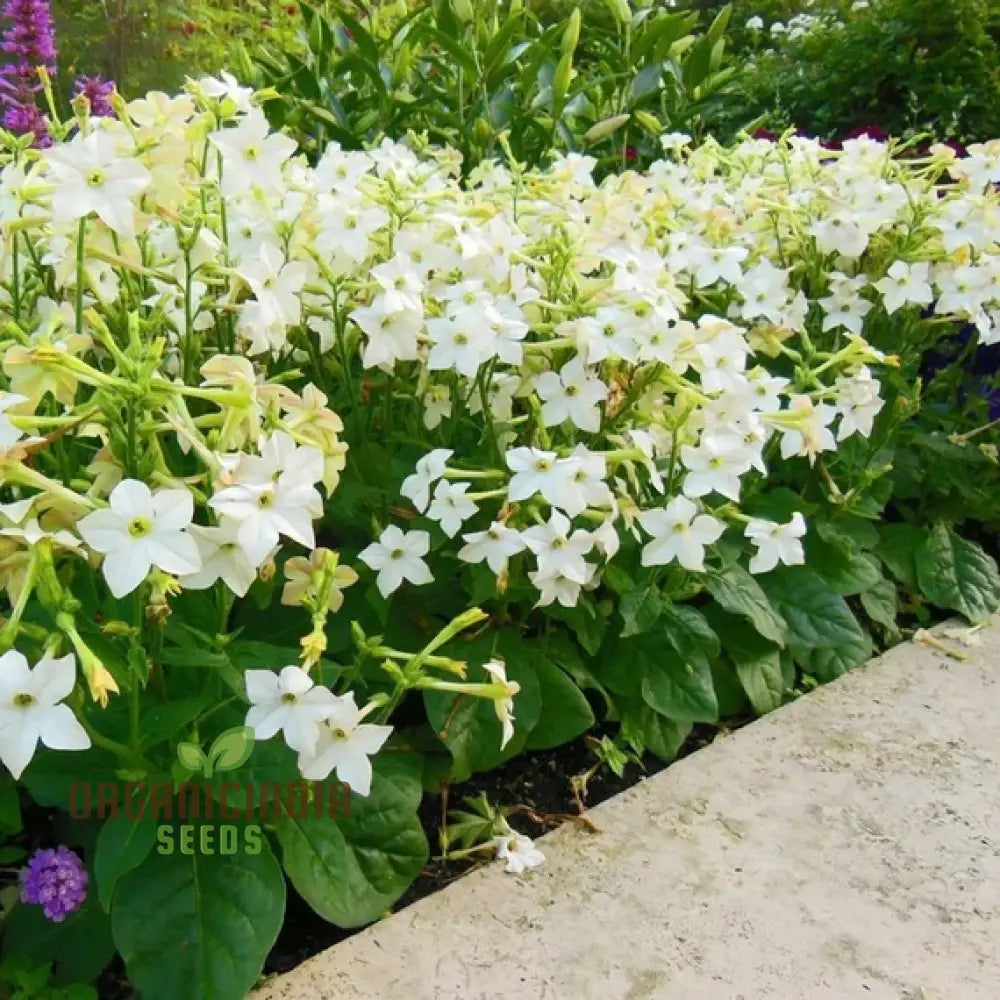 Night-Scented Tobacco Flower Seeds Enhance Your Garden With Fragrant Beauty Using Expert Planting