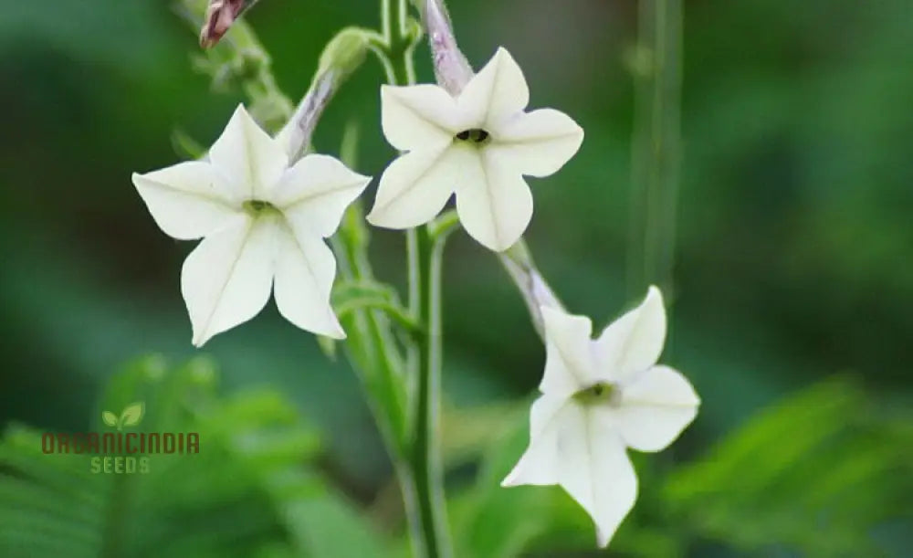 Night-Scented Tobacco Flower Seeds Enhance Your Garden With Fragrant Beauty Using Expert Planting