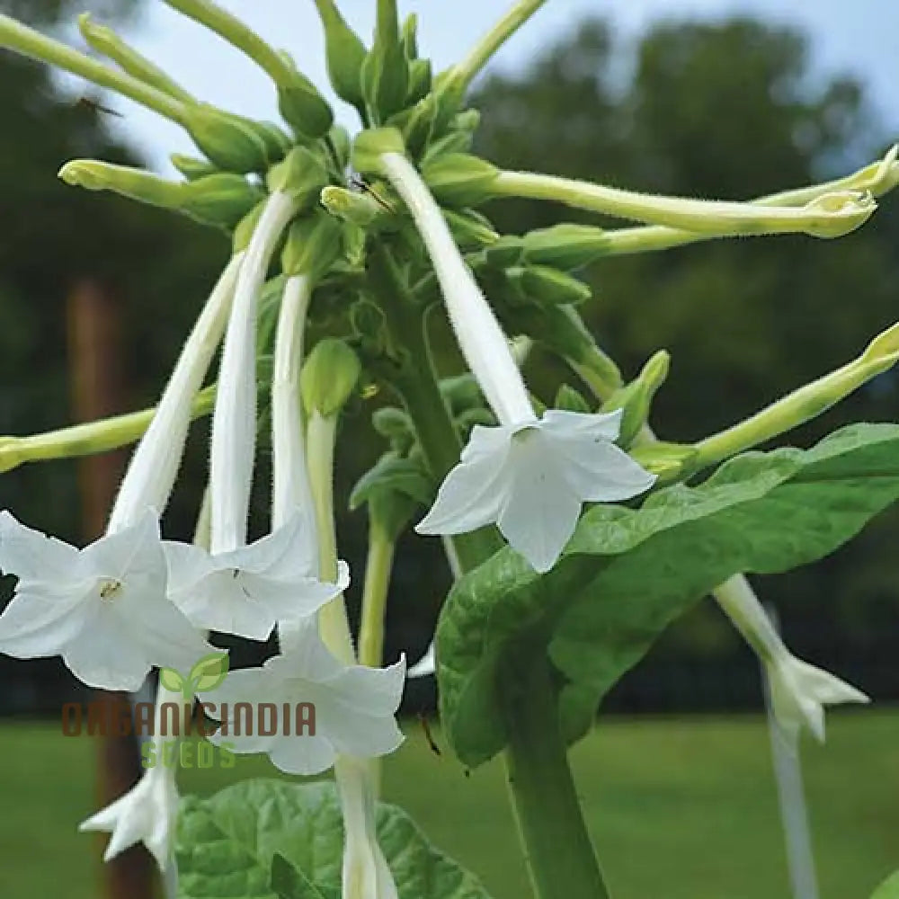 Night-Scented Tobacco Flower Seeds Enhance Your Garden With Fragrant Beauty Using Expert Planting