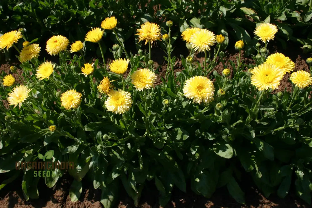 Nm-Calendula Officinalis Fiesta Gitana Creamy White Seeds For Gardening | Organic Flower