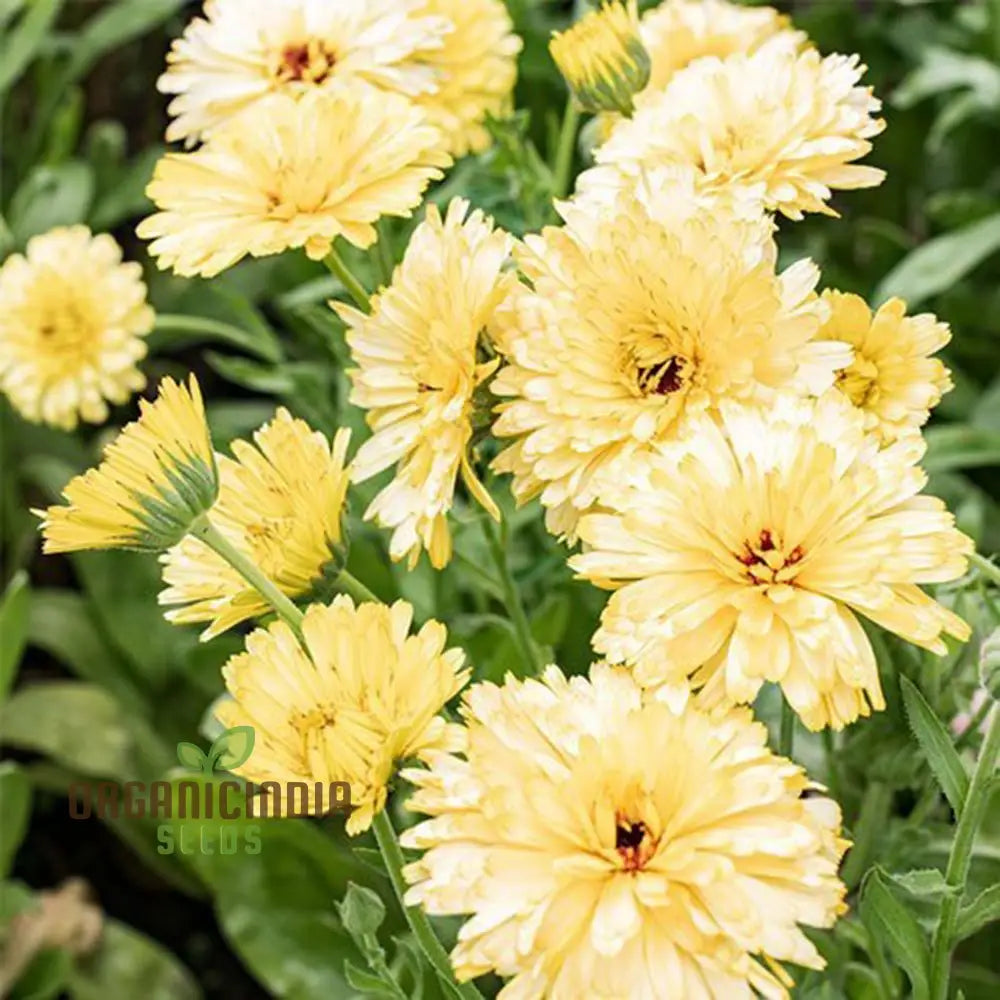 Nm-Calendula Officinalis Fiesta Gitana Creamy White Seeds For Gardening | Organic Flower