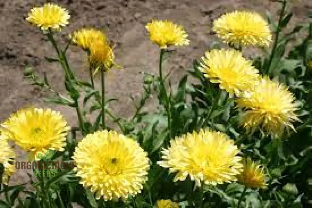 Nm-Calendula Officinalis Fiesta Gitana Creamy White Seeds For Gardening | Organic Flower