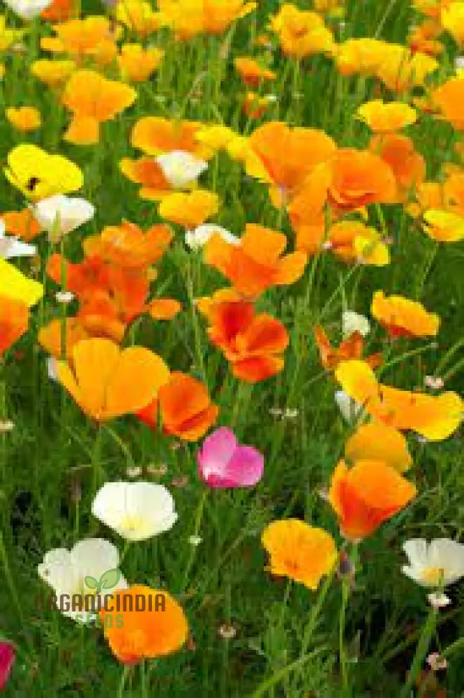 Nm California Poppy Yellow Seeds For Vibrant Gardens | Easy-To-Grow Wildflower Buy Now Beautiful