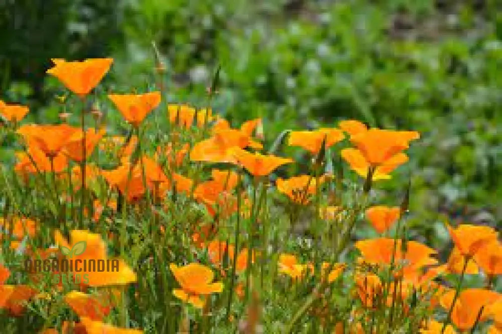 Nm California Poppy Yellow Seeds For Vibrant Gardens | Easy-To-Grow Wildflower Buy Now Beautiful