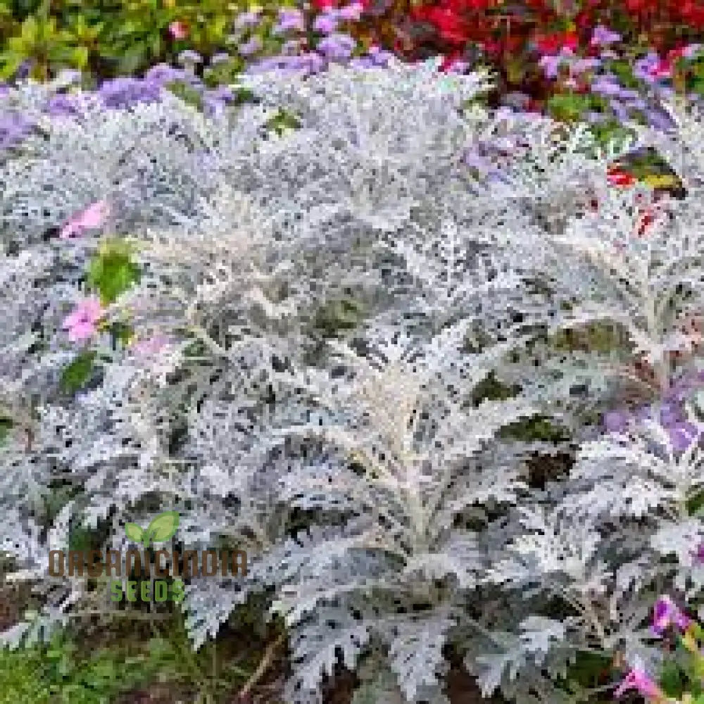 Nm - Cineraria Maritima Silver Dust Seeds For Gardening Hardy Annual Plants Easy To Grow And