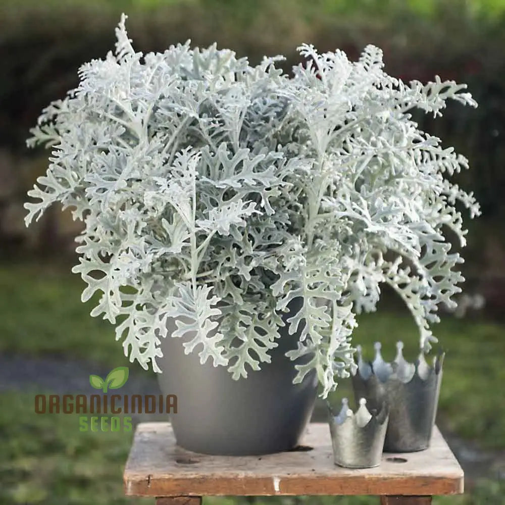 Nm - Cineraria Maritima Silver Dust Seeds For Gardening Hardy Annual Plants Easy To Grow And