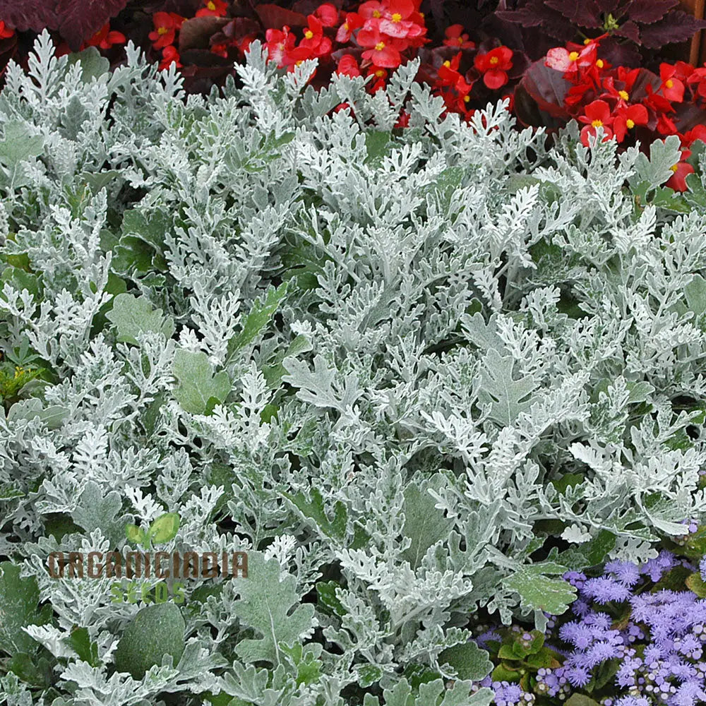 Nm - Cineraria Maritima Silver Dust Seeds For Gardening Hardy Annual Plants Easy To Grow And