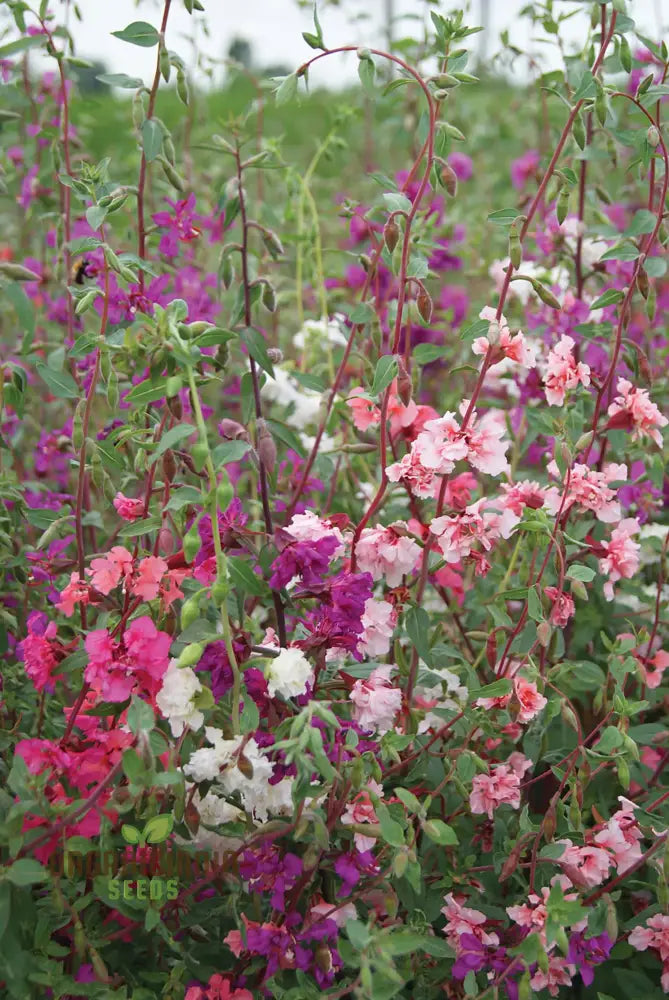 Nm - Clarkia Elegans Double Mix Seeds For Gardening Enthusiasts | Colorful Flower Home Garden