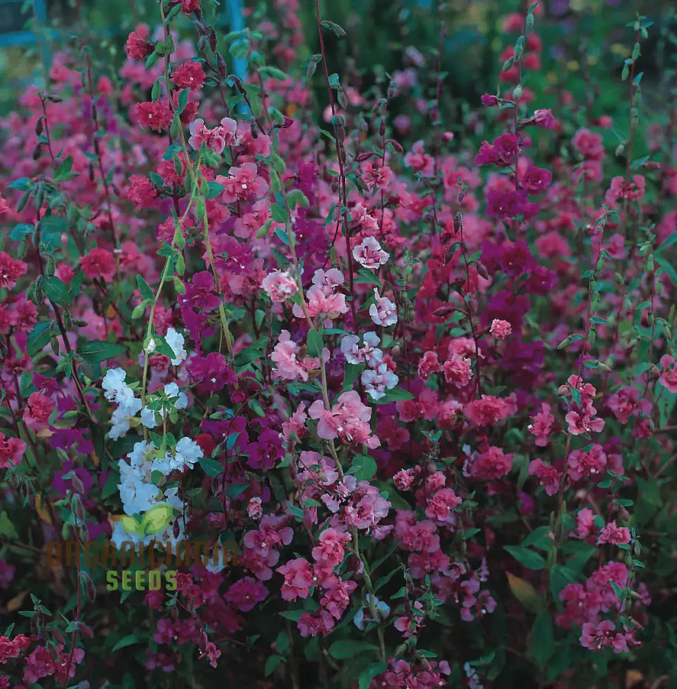 Nm - Clarkia Elegans Double Mix Seeds For Gardening Enthusiasts | Colorful Flower Home Garden