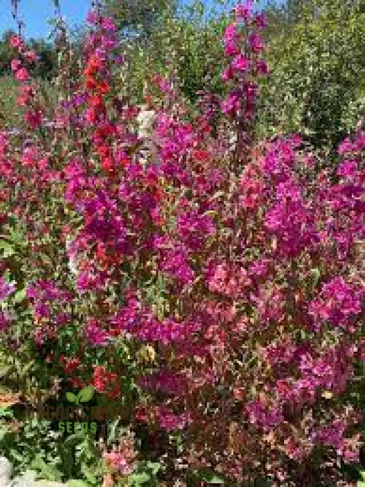 Nm - Clarkia Elegans Double Mix Seeds For Gardening Enthusiasts | Colorful Flower Home Garden