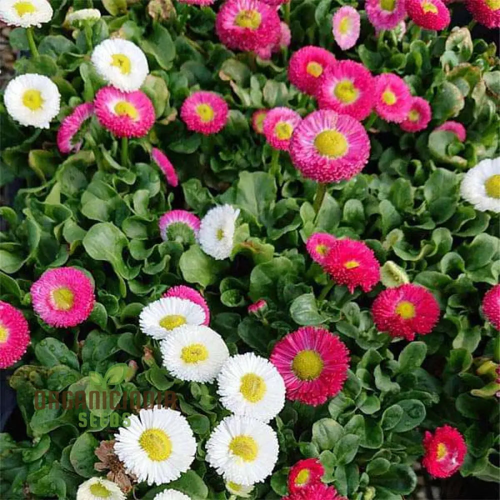 Nm - Daisy Double Mix (Bellis Perennis) Seeds For Gardening | Premium Quality Flower Vibrant Garden