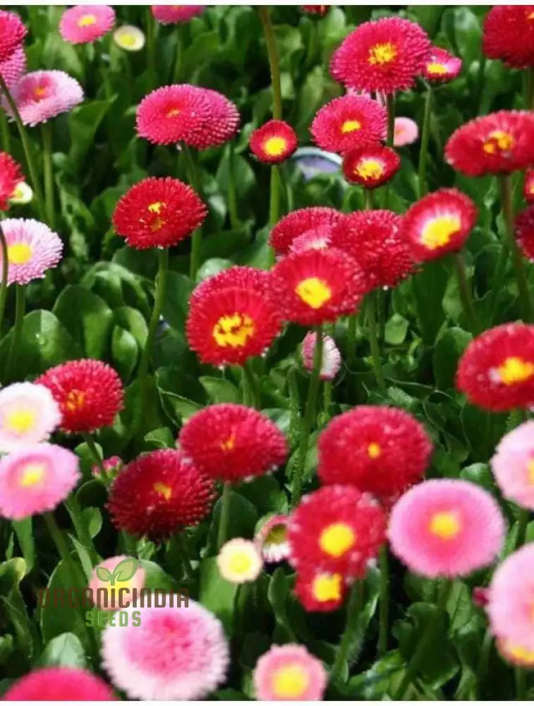 Nm - Daisy Double Mix (Bellis Perennis) Seeds For Gardening | Premium Quality Flower Vibrant Garden