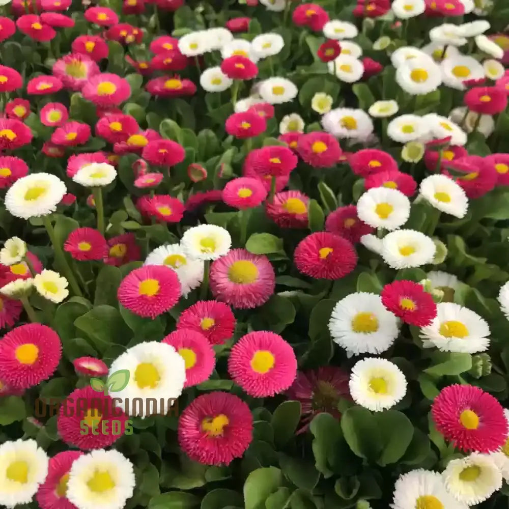 Nm - Daisy Double Mix (Bellis Perennis) Seeds For Gardening | Premium Quality Flower Vibrant Garden