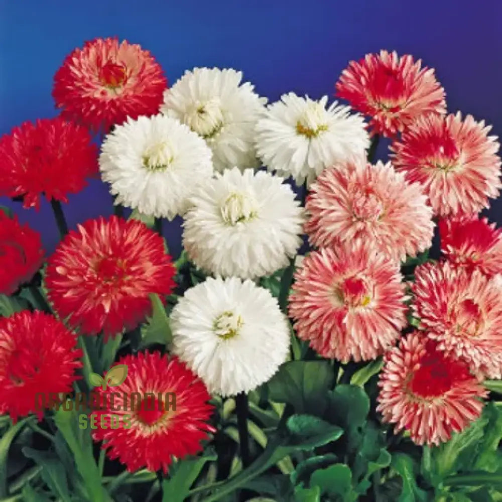 Nm - Daisy Double Mix (Bellis Perennis) Seeds For Planting And Gardening