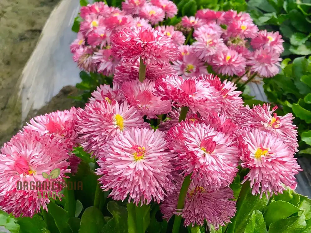 Nm - Daisy Double Mix (Bellis Perennis) Seeds For Planting And Gardening