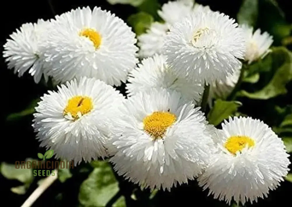 Nm - Daisy Double Mix (Bellis Perennis) Seeds For Planting And Gardening