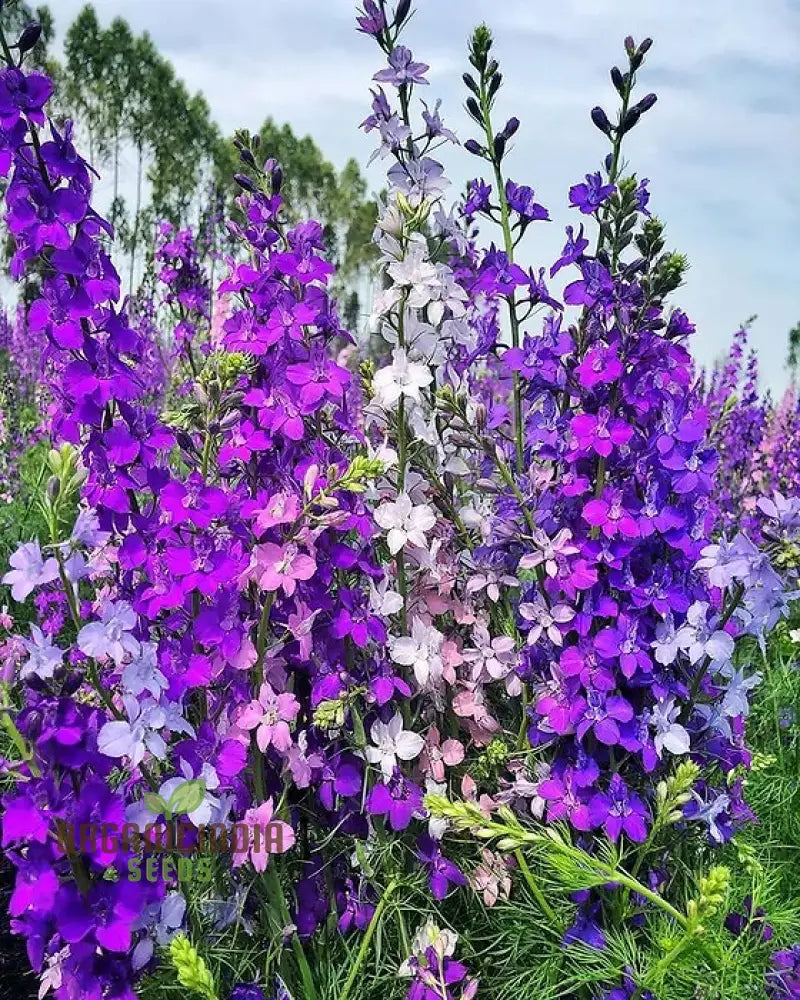 Nm - Delphinium Consolida Giant Imperial Mix Seeds For Gardening Premium Quality Flower Vibrant