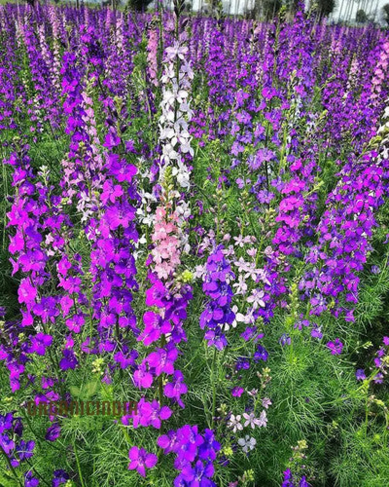 Nm - Delphinium Consolida Giant Imperial Mix Seeds For Gardening Premium Quality Flower Vibrant