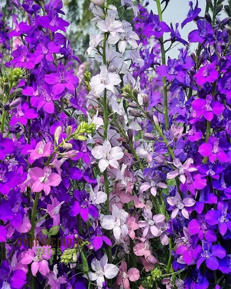 Nm - Delphinium Consolida Giant Imperial Mix Seeds For Gardening Premium Quality Flower Vibrant