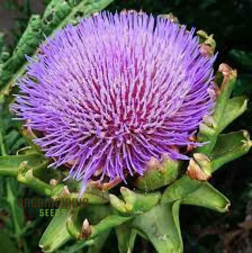 Nm Herb Artichoke Green Globe Seeds For Planting And Gardening