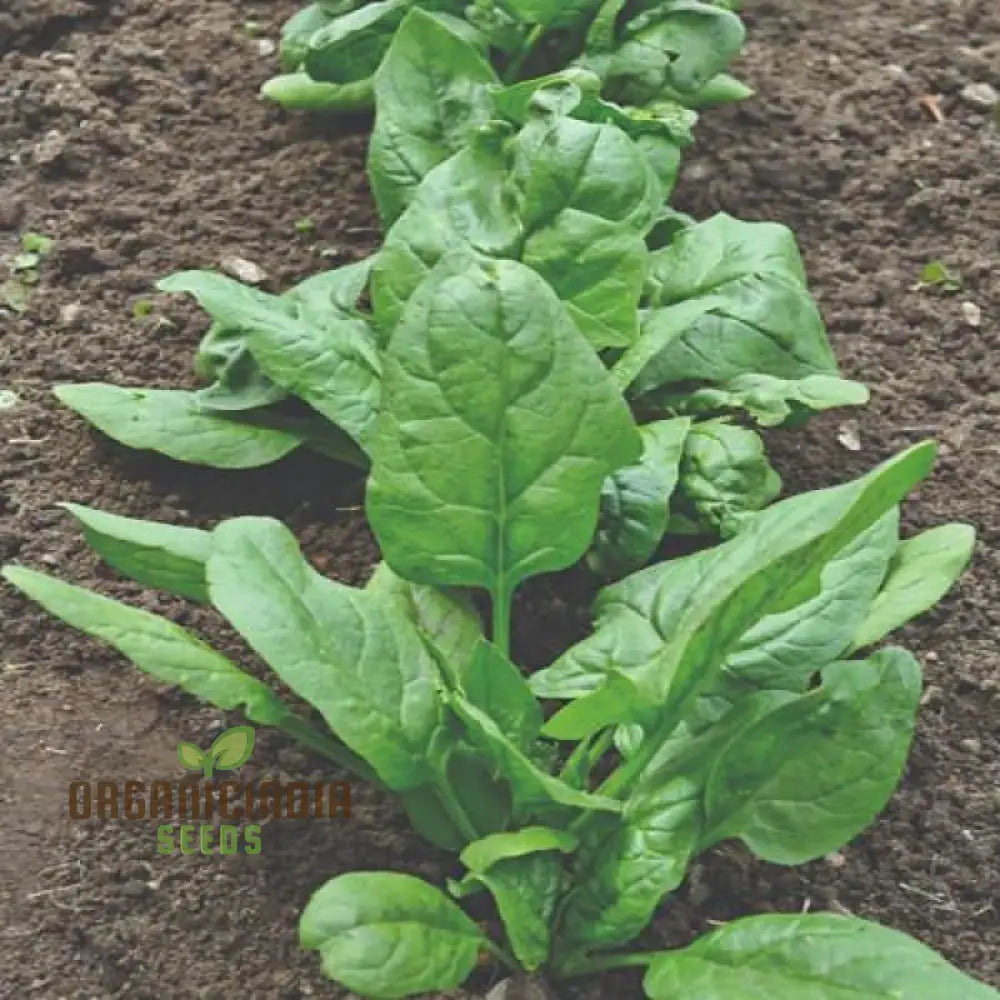 Nobel Spinach Vegetable Seeds High-Quality For Gardening Premium Garden