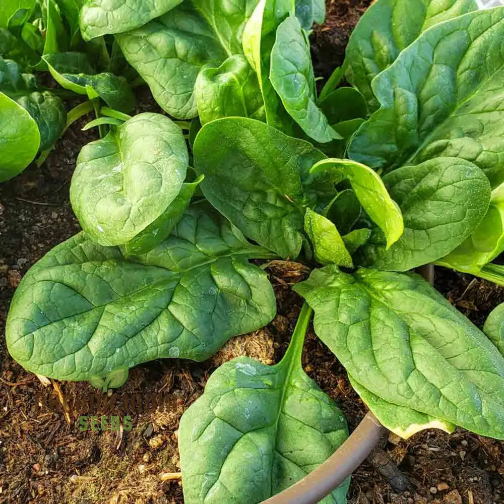 Nobel Spinach Vegetable Seeds High-Quality For Gardening Premium Garden