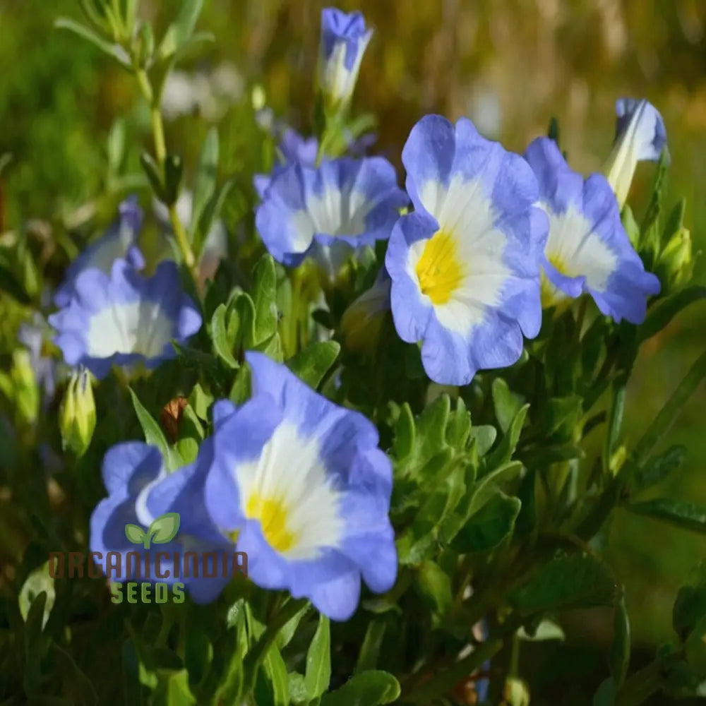 Nolana Blue Bird Seeds - Grow Stunning Flowers In Your Garden With