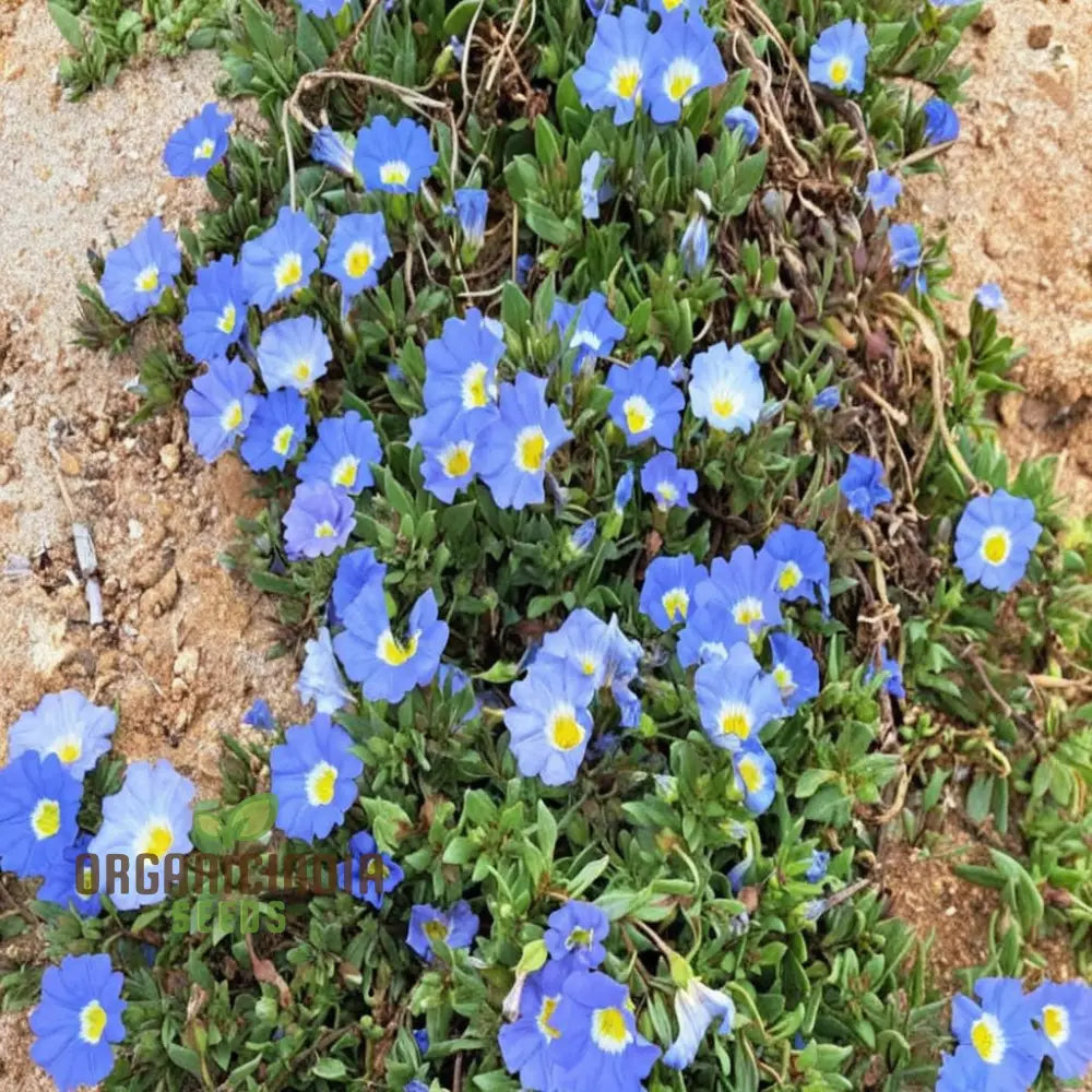 Nolana Blue Bird Seeds - Grow Stunning Flowers In Your Garden With