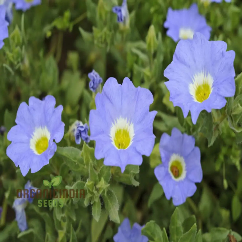 Nolana Blue Bird Seeds - Grow Stunning Flowers In Your Garden With