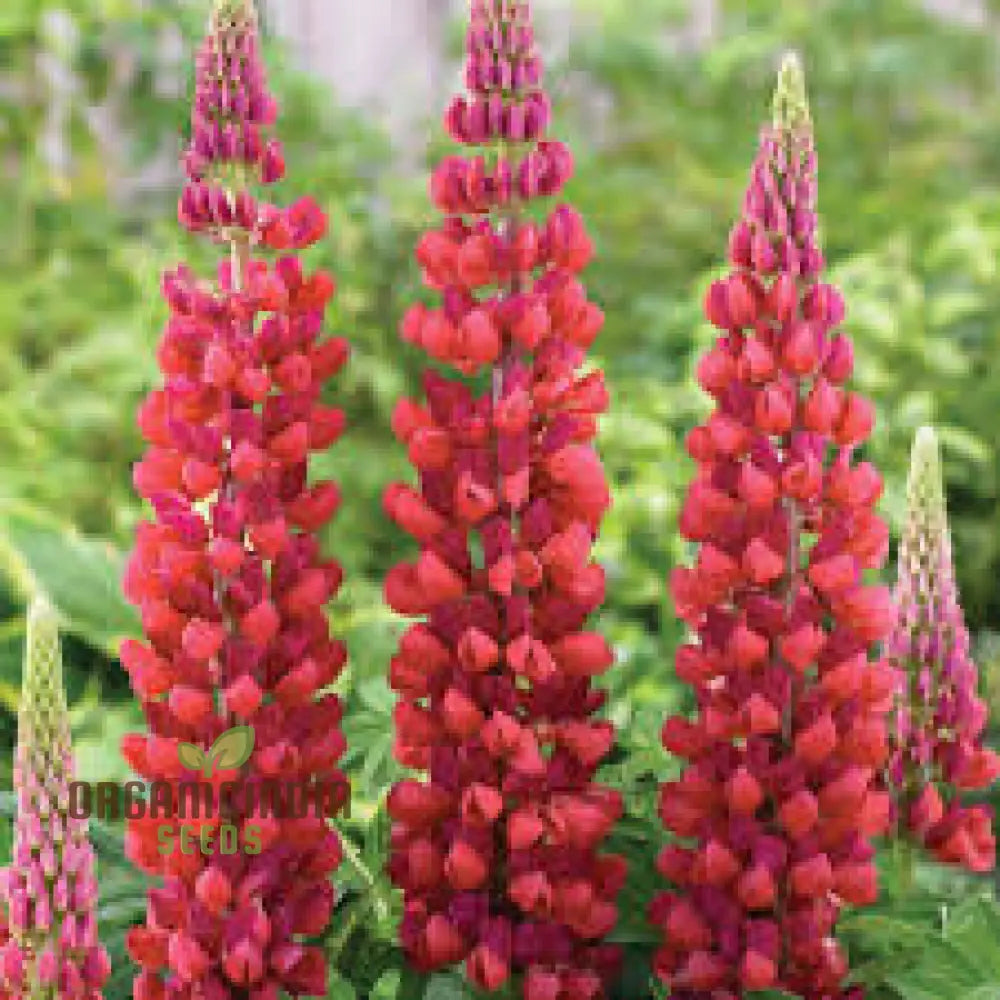 Non-Gmo Red Lupin Seeds High-Quality Lupine Plant Generic 20Pcs Garden