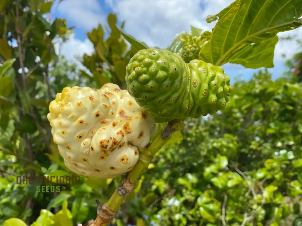 Noni Fruit Seeds â€“ Elevate Your Gardening Experience With Exotic Health-Boosting Harvests!