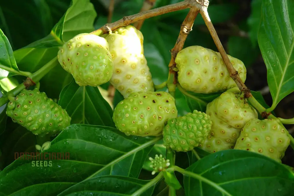 Noni Fruit Seeds â€“ Elevate Your Gardening Experience With Exotic Health-Boosting Harvests!