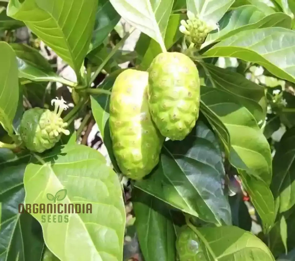 Noni Fruit Seeds â€“ Elevate Your Gardening Experience With Exotic Health-Boosting Harvests!