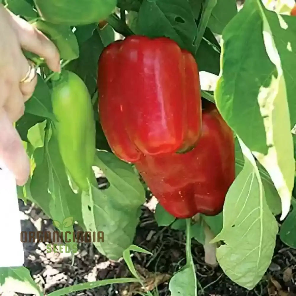 North Star Sweet Pepper Seeds - From Green To Red Your Gardenâ€™s For Sweetness And Flavor