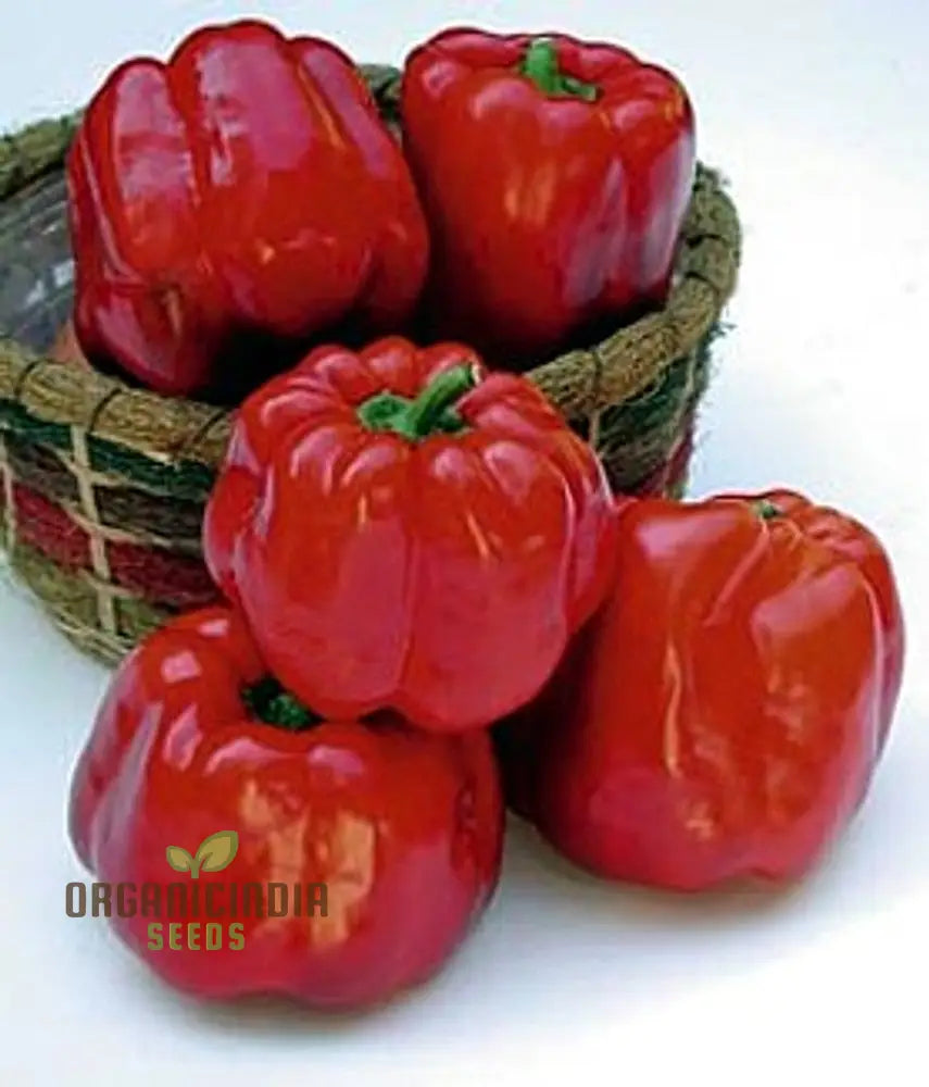 North Star Sweet Pepper Seeds - From Green To Red Your Gardenâ€™s For Sweetness And Flavor