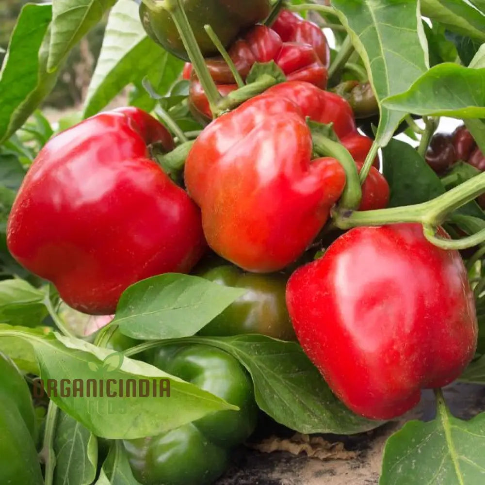 North Star Sweet Pepper Seeds - From Green To Red Your Gardenâ€™s For Sweetness And Flavor