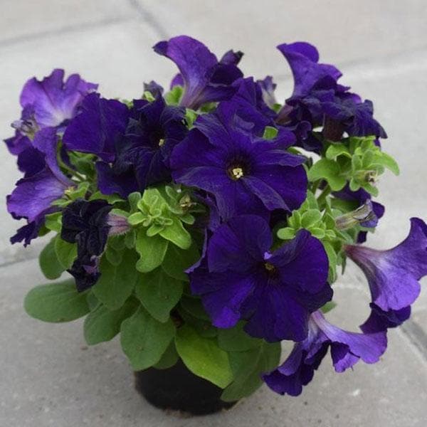 Violet Petunia Seeds – Rich, Regal Blooms for Gardens & Hanging Baskets