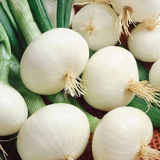 Graines de légumes à l'oignon blanc, conseils d'experts en plantation et en jardinage pour faire pousser des ajouts savoureux à votre jardin