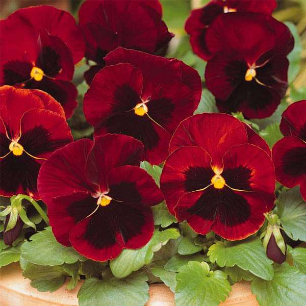 Red Pansy Seeds with Face for Planting