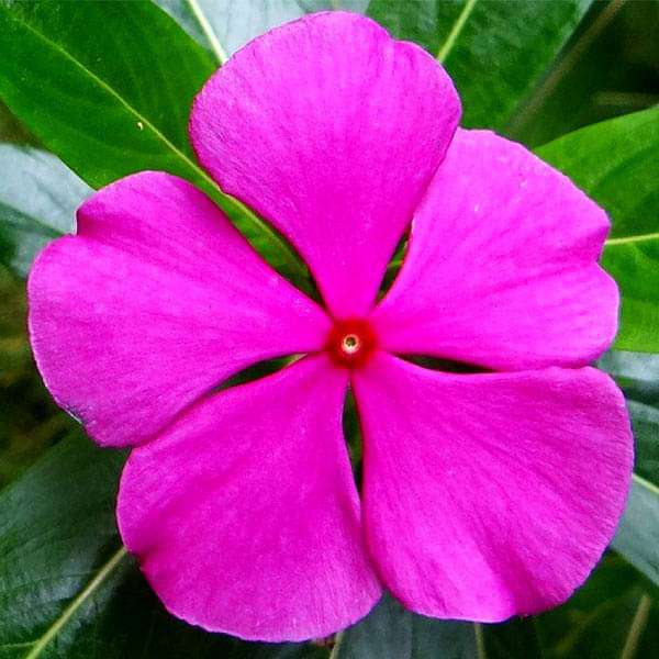 Vinca Periwinkle Flower Seeds, Planting - 100 pcs - Flower seeds