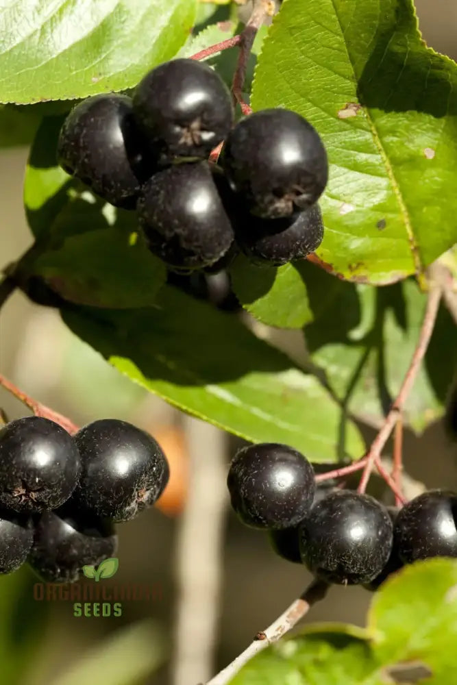 Nurture Natureâ€™s Bounty Jabuticaba Fruit Seeds For Vibrant Plantings