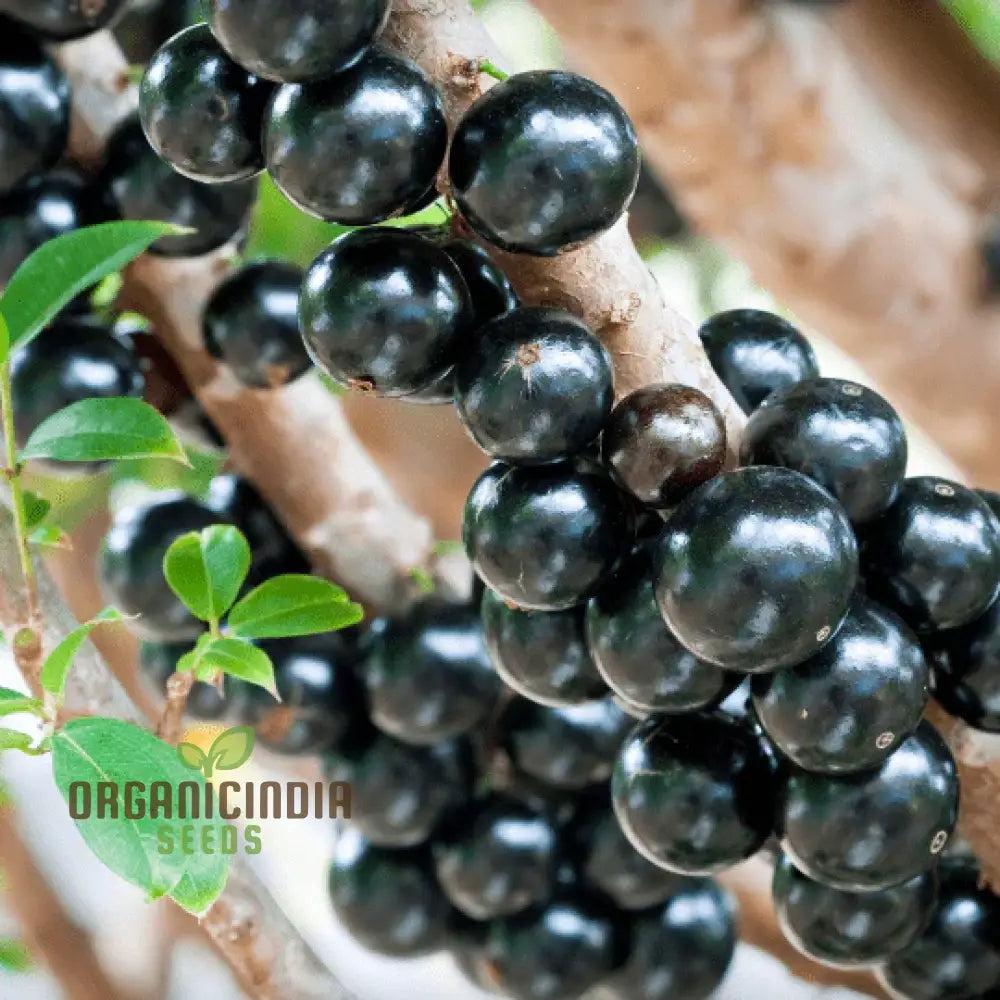 Nurture Natureâ€™s Bounty Jabuticaba Fruit Seeds For Vibrant Plantings