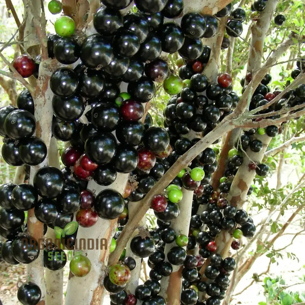 Nurture Natureâ€™s Bounty Jabuticaba Fruit Seeds For Vibrant Plantings