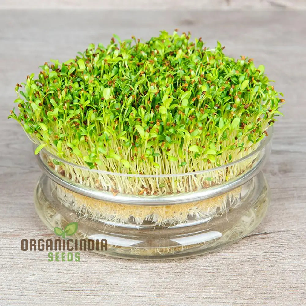 Nutritious Alfalfa Sprouting Seeds: Comprehensive Guide To Planting And Gardening For Homegrown