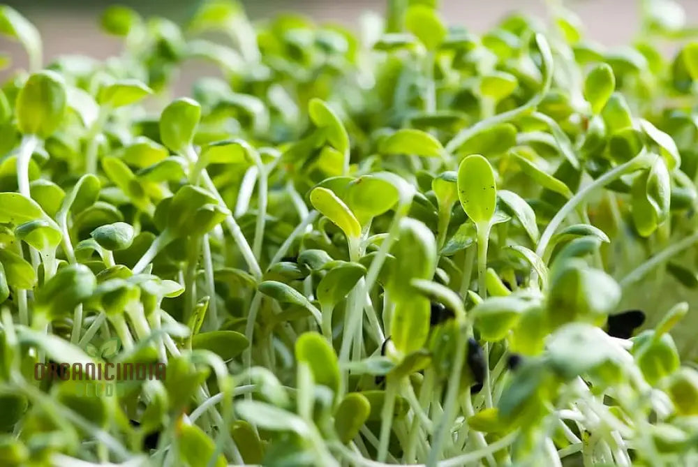 Nutritious Alfalfa Sprouting Seeds: Comprehensive Guide To Planting And Gardening For Homegrown